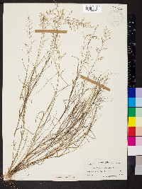 Eragrostis glutinosa image