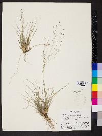 Eragrostis intermedia image