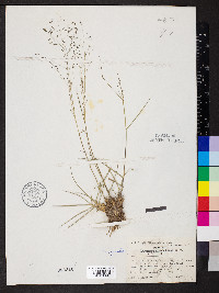 Eragrostis lugens image