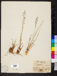 Eragrostis perennis image