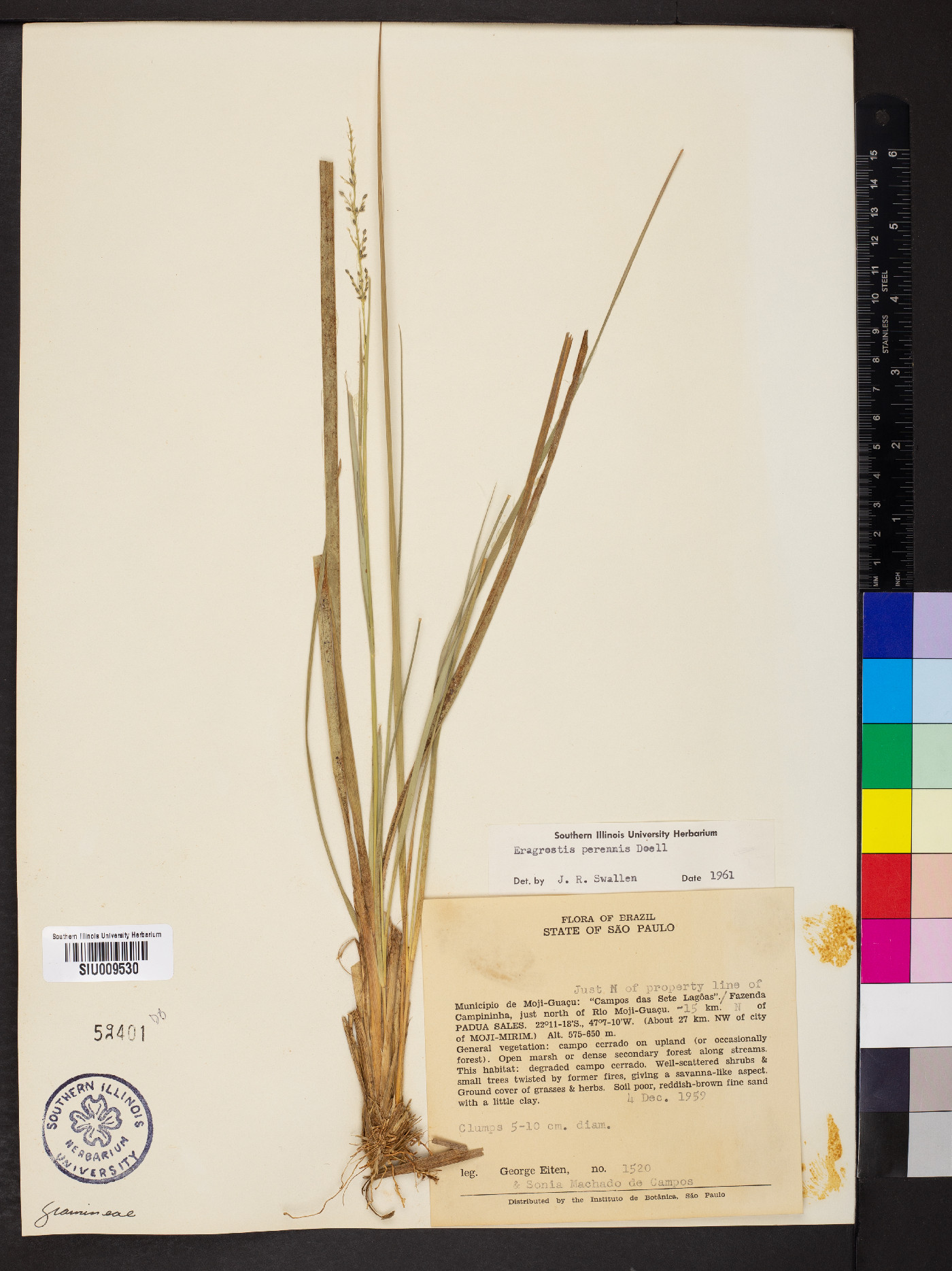 Eragrostis perennis image