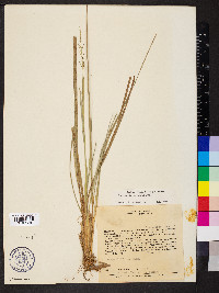 Eragrostis perennis image