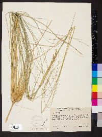 Eragrostis curvula image