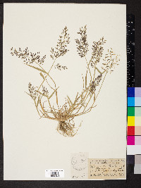 Eragrostis minor image