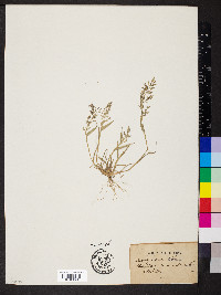 Eragrostis minor image