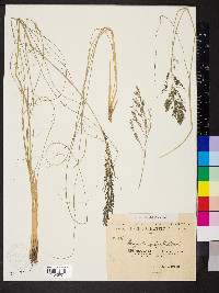 Eragrostis racemosa image