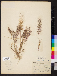 Eragrostis viscosa image