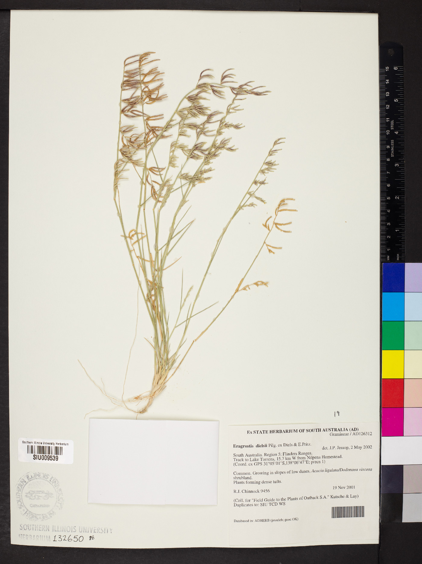 Eragrostis dielsii image