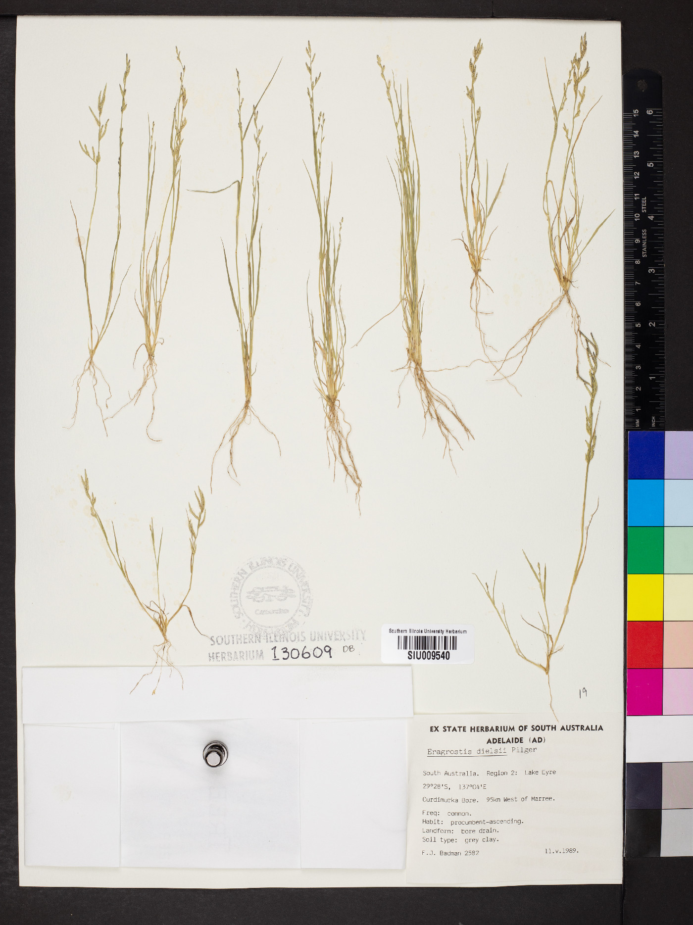 Eragrostis dielsii image