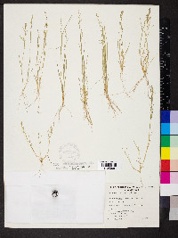 Eragrostis dielsii image