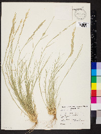 Eragrostis setifolia image