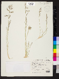 Eragrostis dielsii image