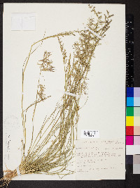 Eragrostis dielsii image