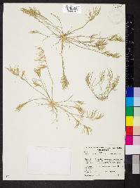 Eragrostis dielsii image