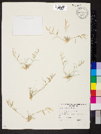 Eragrostis dielsii image