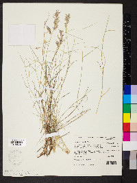 Eragrostis setifolia image