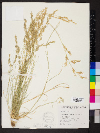 Eragrostis setifolia image