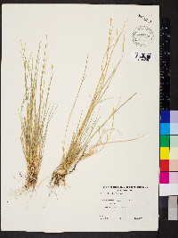 Eragrostis setifolia image