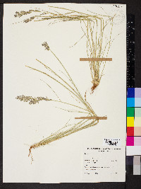 Eragrostis setifolia image