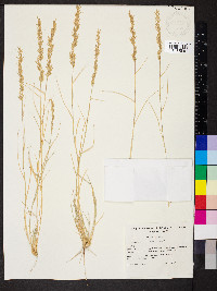 Eragrostis setifolia image