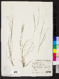 Eragrostis brownii image