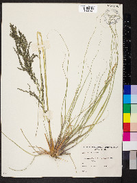 Eragrostis curvula image