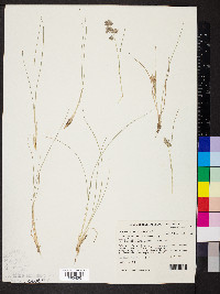 Eragrostis elongata image