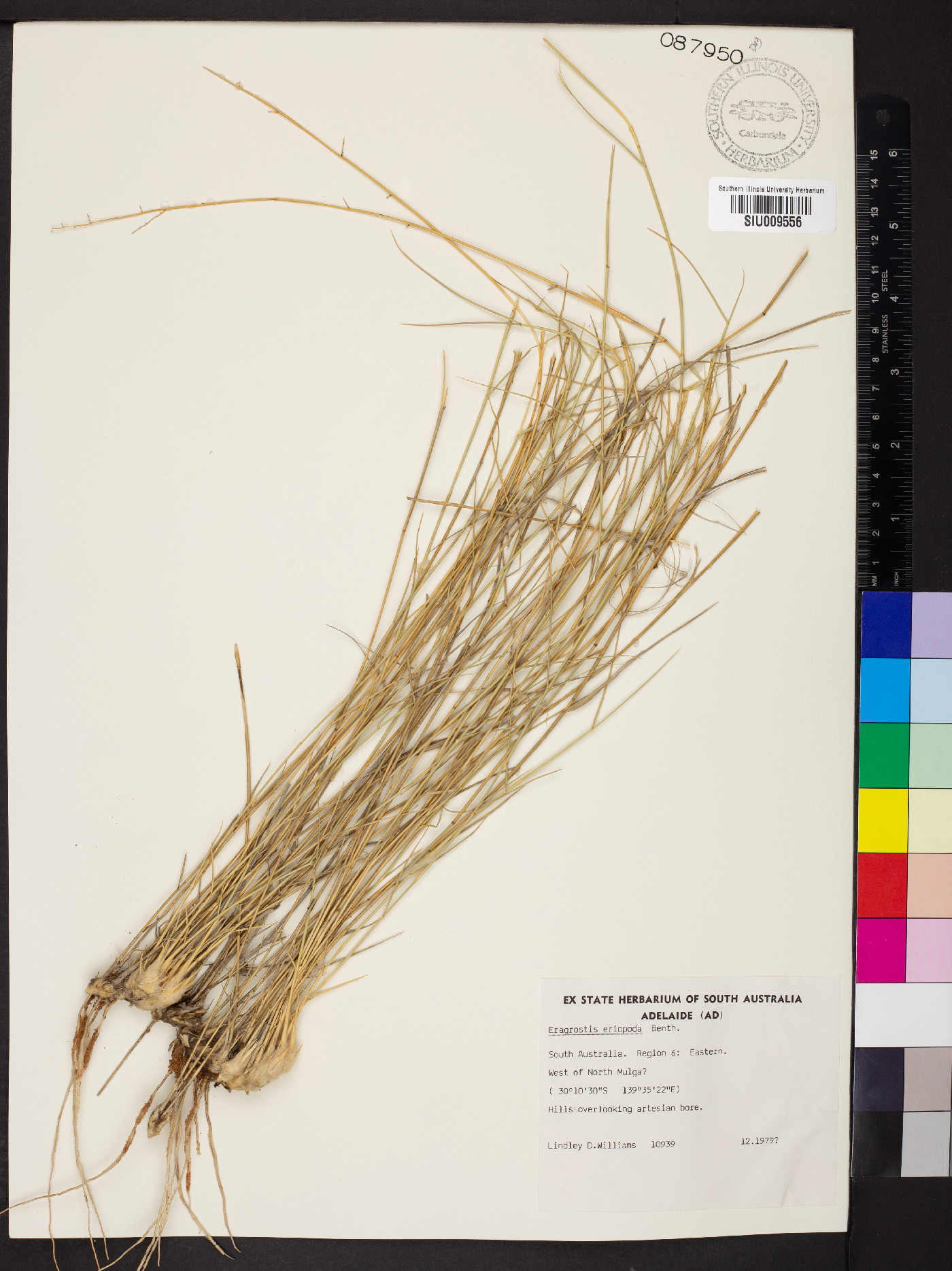 Eragrostis eriopoda image