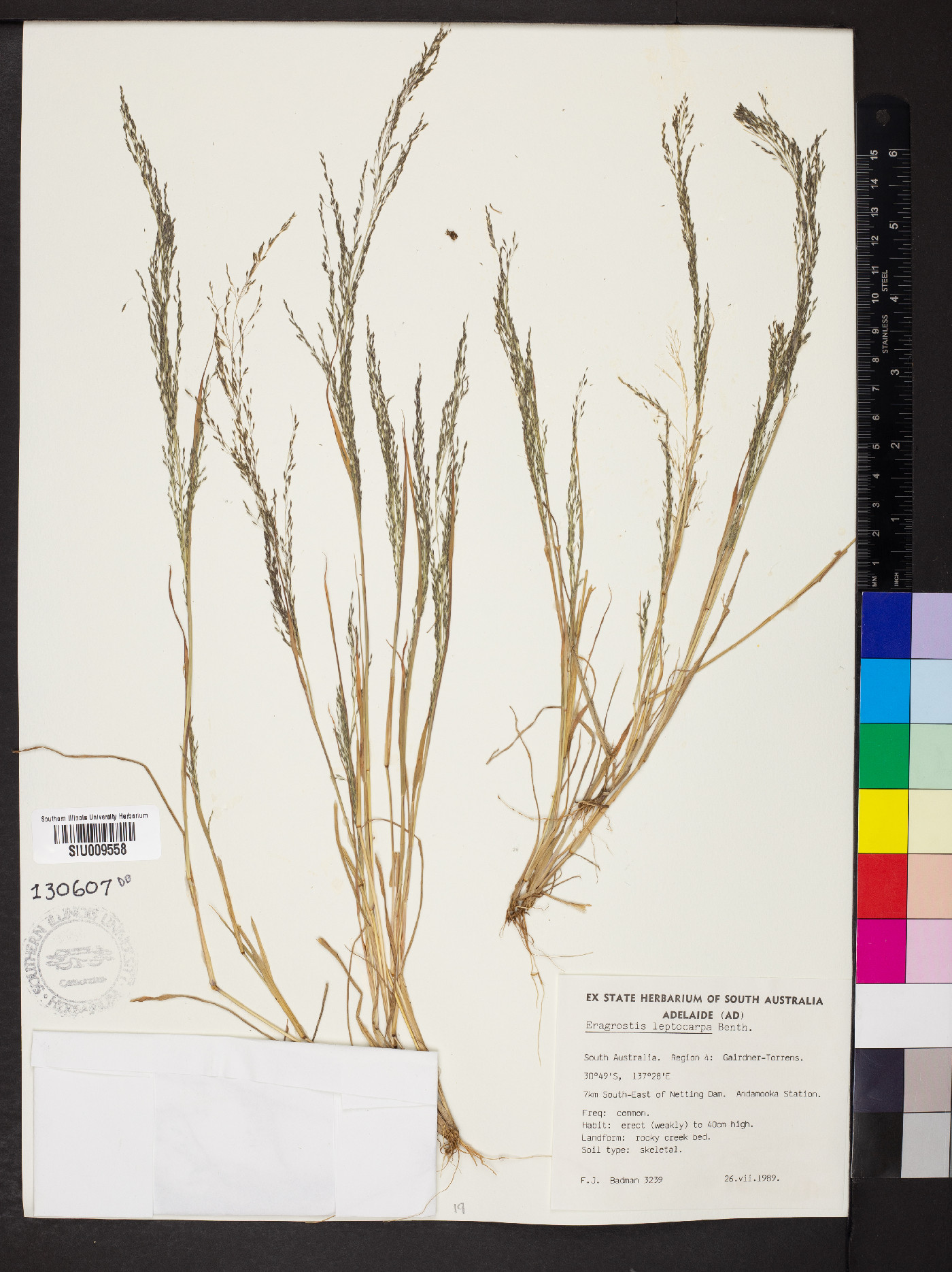 Eragrostis leptocarpa image