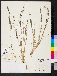 Eragrostis leptocarpa image