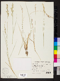 Eriachne ovata image