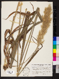 Saccharum alopecuroides image