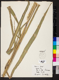Saccharum alopecuroides image