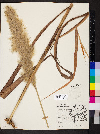 Saccharum alopecuroides image