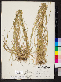 Eriochloa contracta image