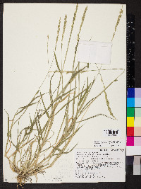 Eriochloa contracta image