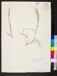 Eriochloa contracta image