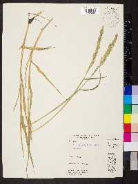 Eriochloa contracta image