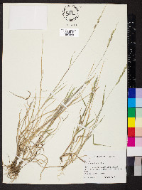 Eriochloa contracta image