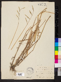 Eriochloa villosa image