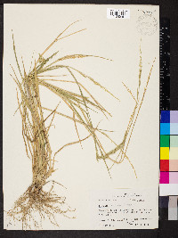 Eriochloa contracta image