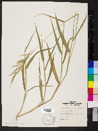 Eriochloa acuminata image