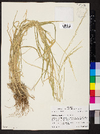 Eriochloa acuminata var. acuminata image