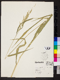 Eriochloa acuminata image