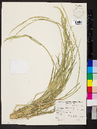 Eriochloa pseudoacrotricha image