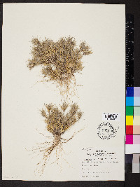 Dasyochloa pulchella image