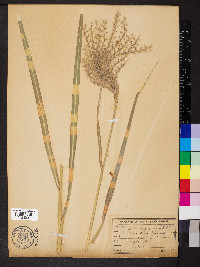 Miscanthus sinensis image