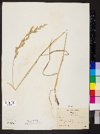 Lolium pratense image