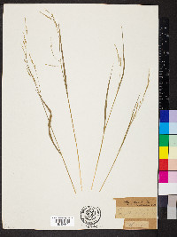 Festuca subverticillata image