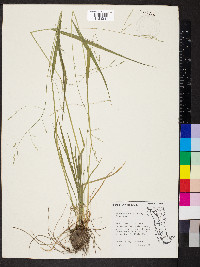 Festuca subverticillata image